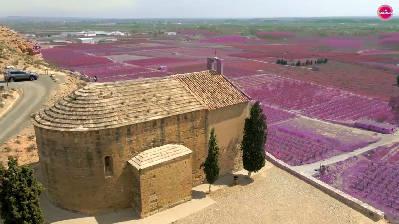 La floració a les Terres de Lleida I Ara Lleida