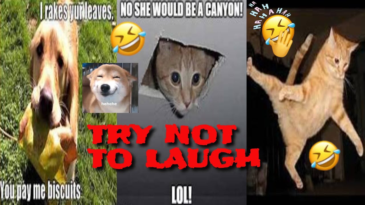 😂 Funniest 🐶 Dogs and 😻 Cats - Awesome Funny Pet Animals Videos 😇