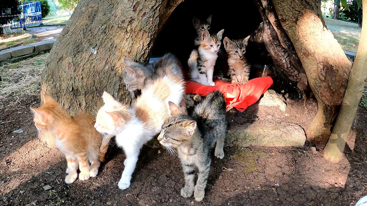 The smart mother cat chose the hollow of a tree as a safe place to give birth to her kittens.