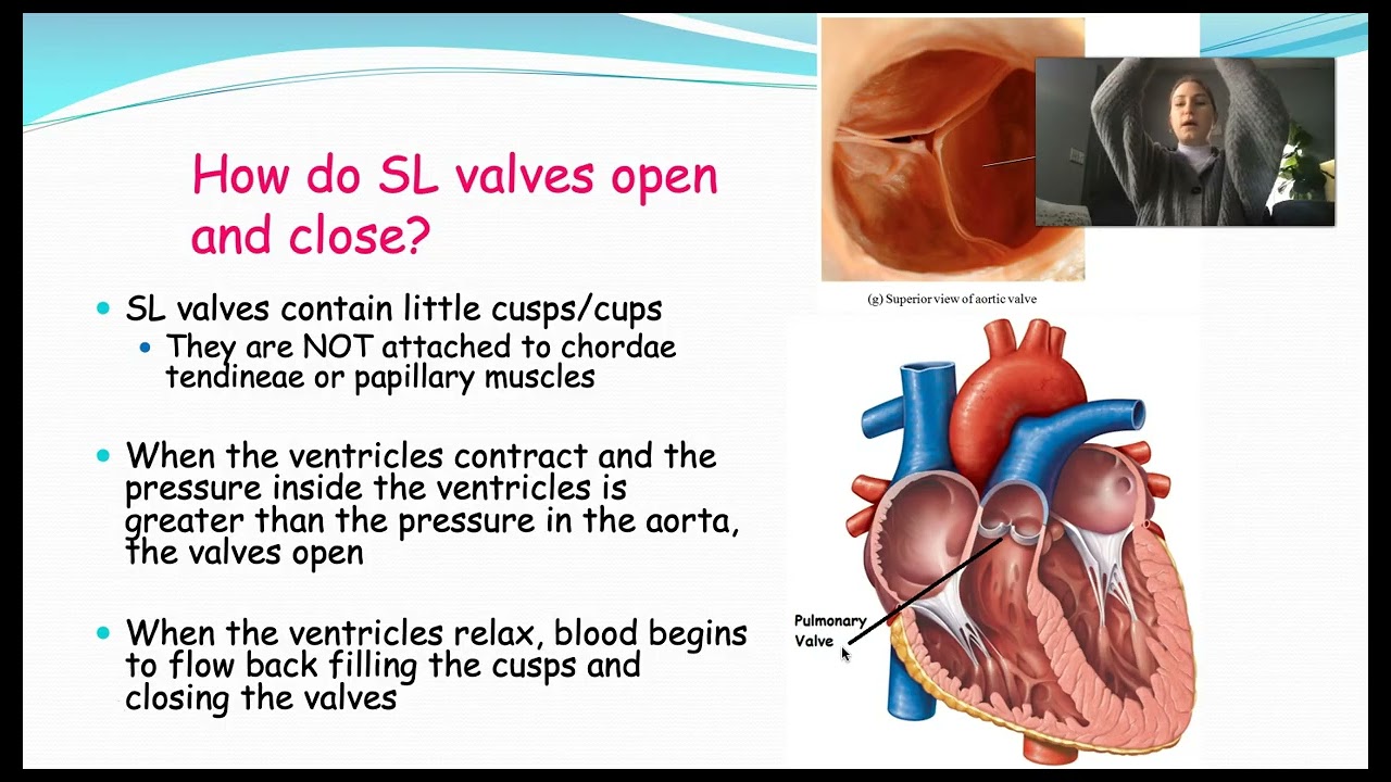 Heart Physiology