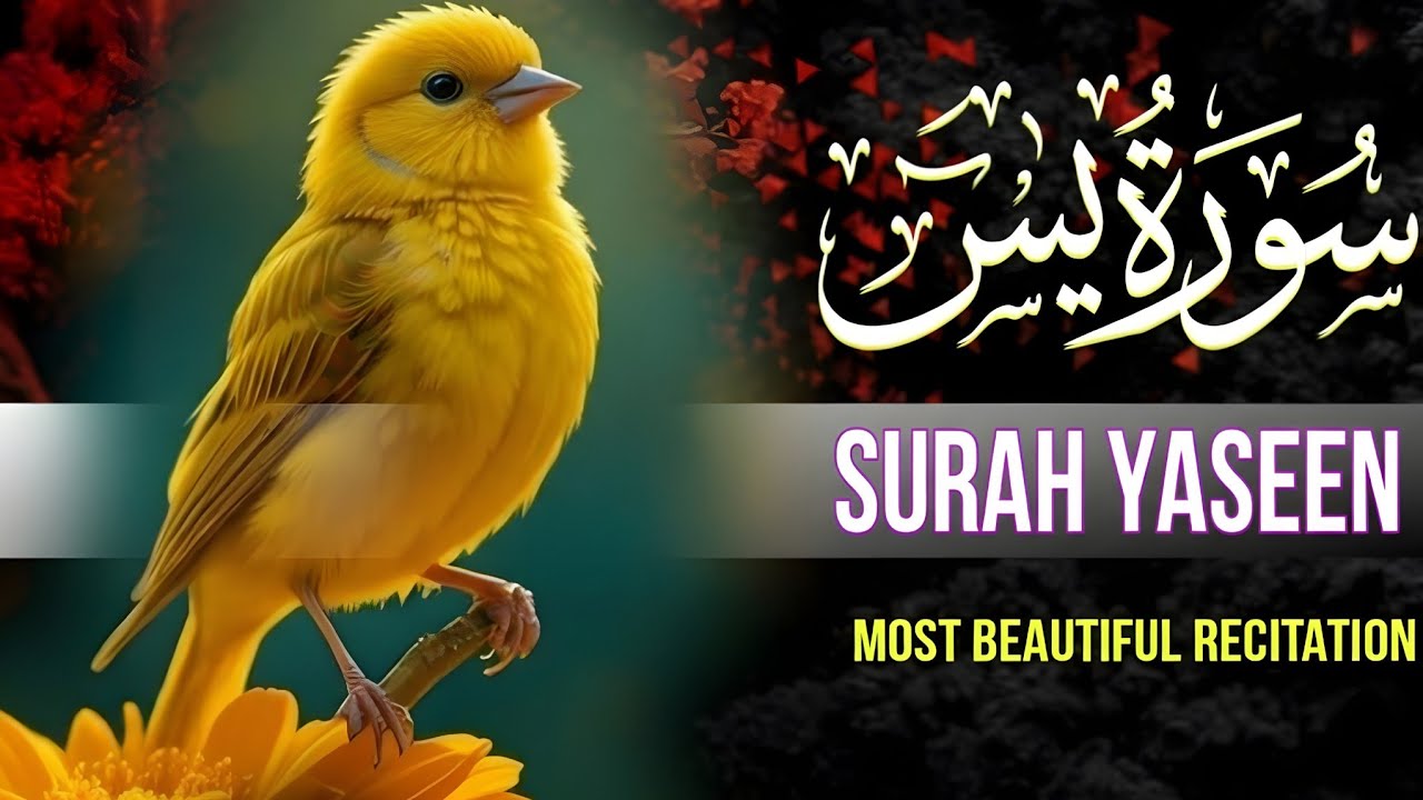 Surah Yaseen Most Beautiful Recitation | By Qari Ala,a Aqel