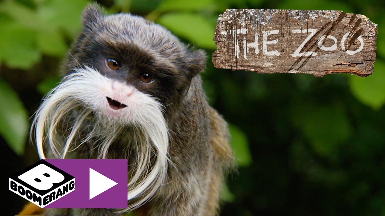 Zoo | Abeudfordringen | Boomerang Danmark