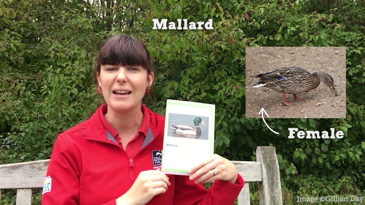 Wildlife Wednesday: Brilliant birds!