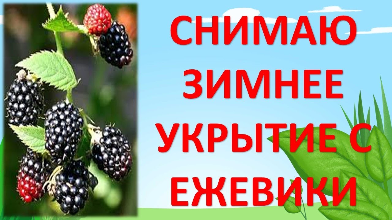 СНИМАЮ ЗИМНЕЕ УКРЫТИЕ С ЕЖЕВИКИ. Зимнее укрытие ежевики агроспаном. Как укрыть ежевику.