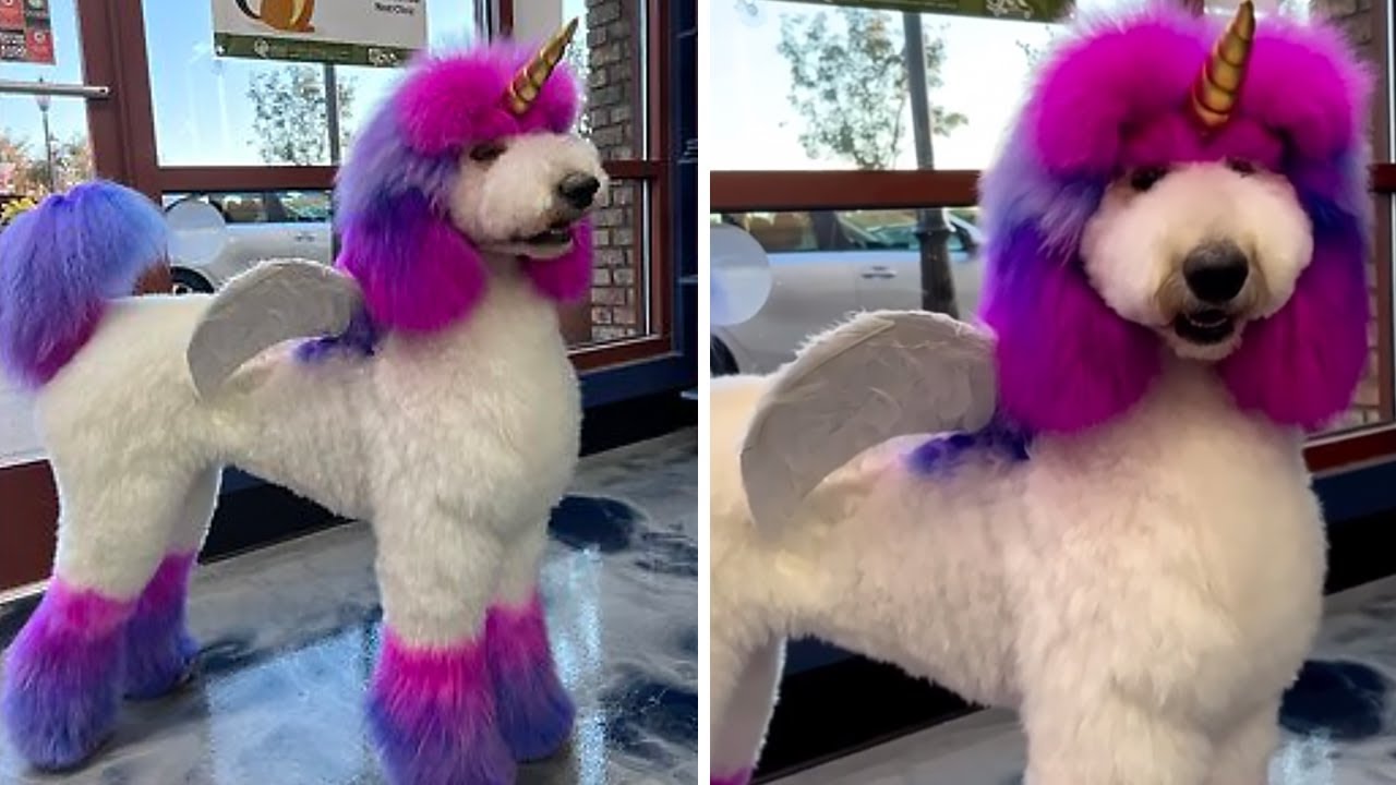 Beautiful poodle is the perfect rainbow Alicorn #shorts