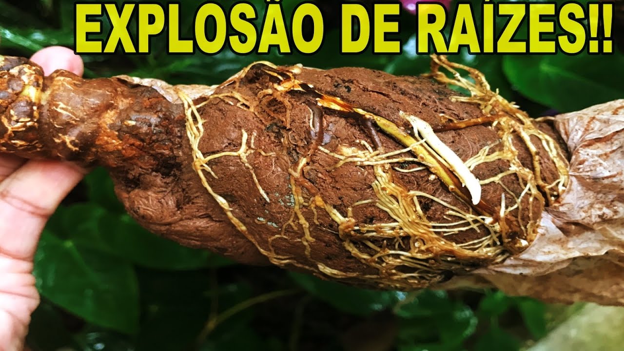 👉 ALPORQUIA DE ABACATE/ SUPER ENRAIZAMENTO SUCESSO!! MOSTRANDO O RESULTADO!!🥑🥑 #AlporquiaDeAbacate