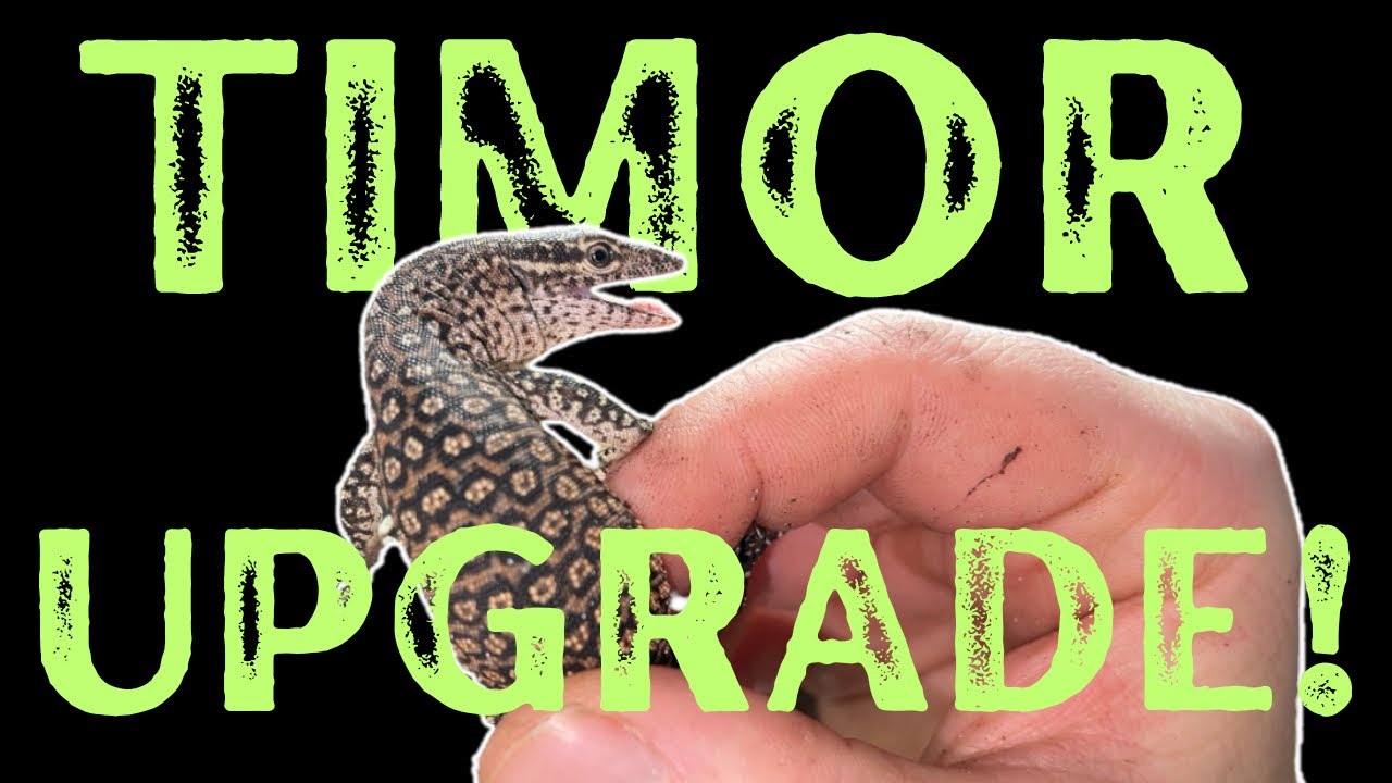 НАСТРОЙКА И ОБНОВЛЕНИЕ TIMOR MONITOR