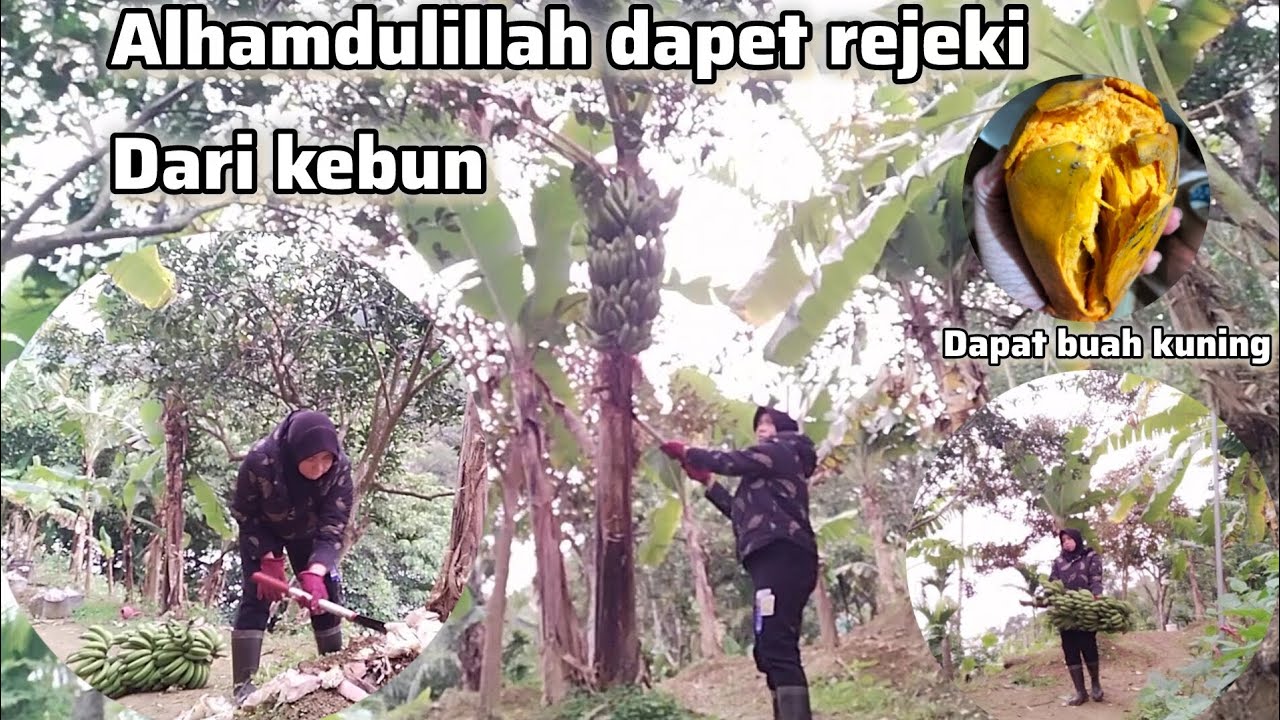 ALHAMDULILLAH‼️ DAPAT REZEKI DARI KEBUN 