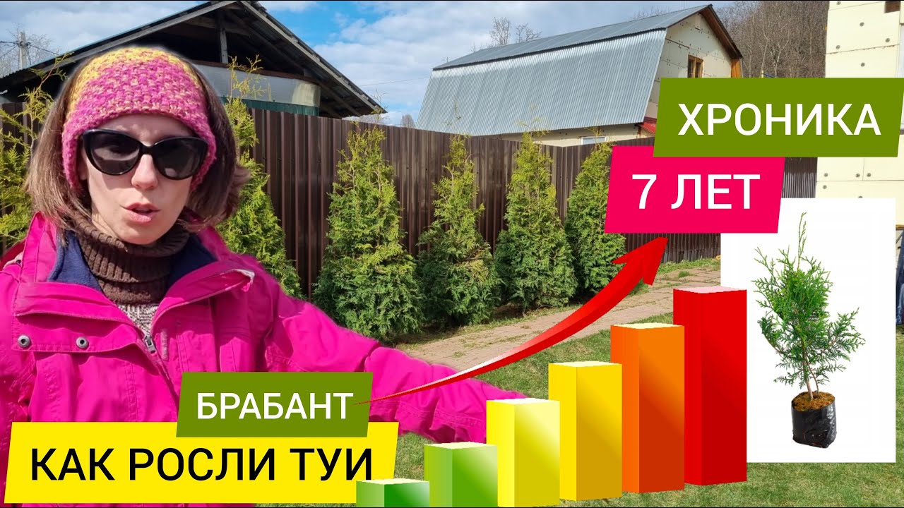 Как растут туи Брабант каждый год 7 лет / Хроника роста туи каждый год / Стрижка туи