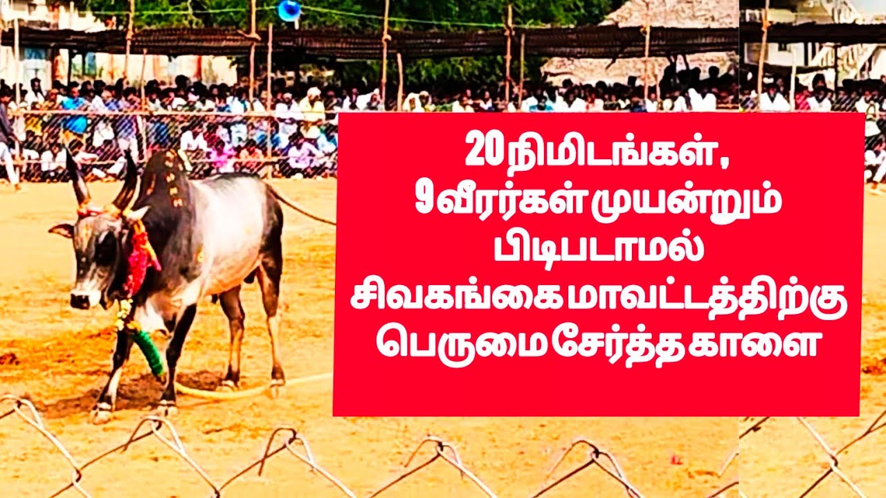 சீரிய சிவகங்கை காளை | #jallikattu#vadamadumanjuvirattu#vadamadulive#vadamadu2026