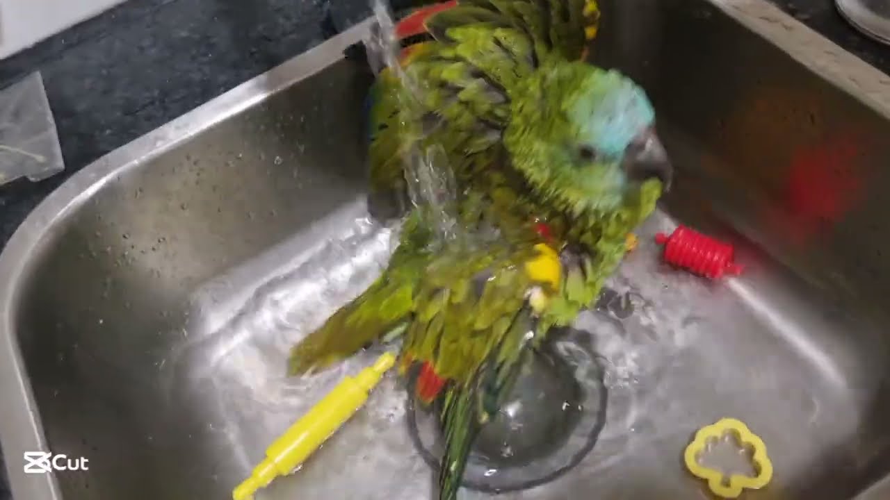 Cute Amazon blue fronted taking bath and enjoying getting dry with hair dryer 😍 