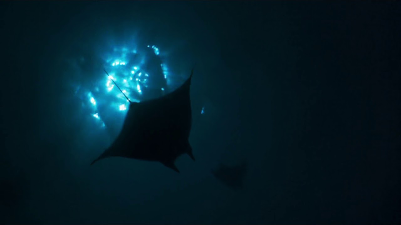 Mobula Rays