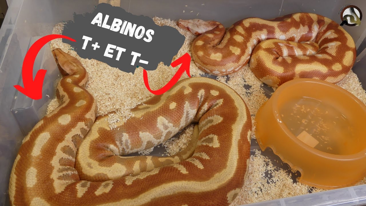 ALBINOS T+ et T- c'est quoi ?? PYTHON BRONGERSMAI