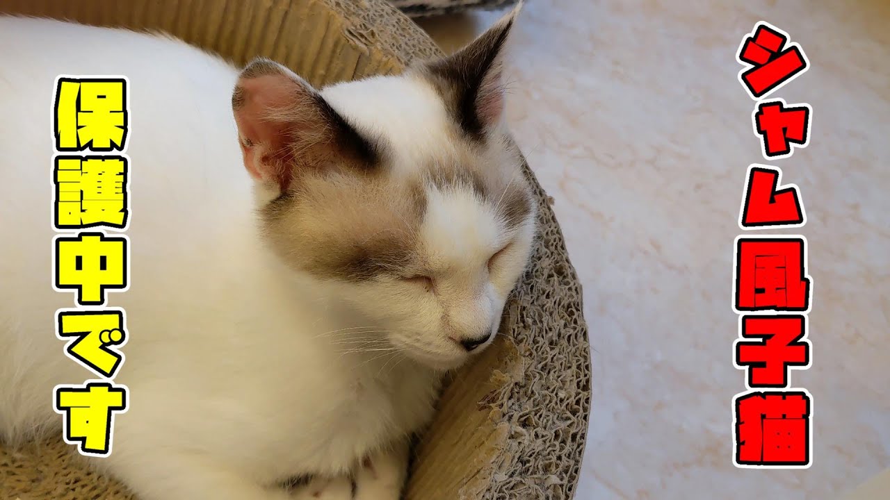 【保護猫】シャム風子猫、保護中です