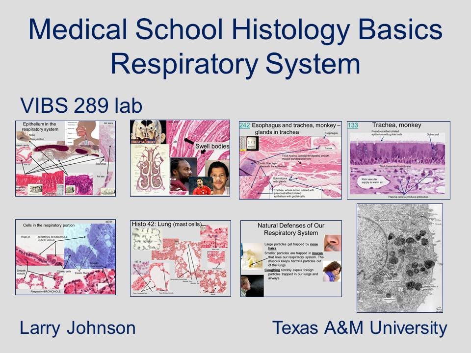 Medical School Histology Basics - Respiratory System