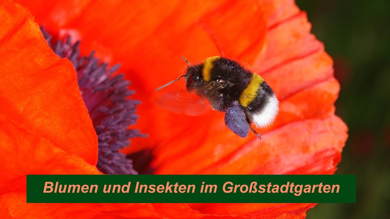 Blumen und Insekten im insektenfreundlichen Garten