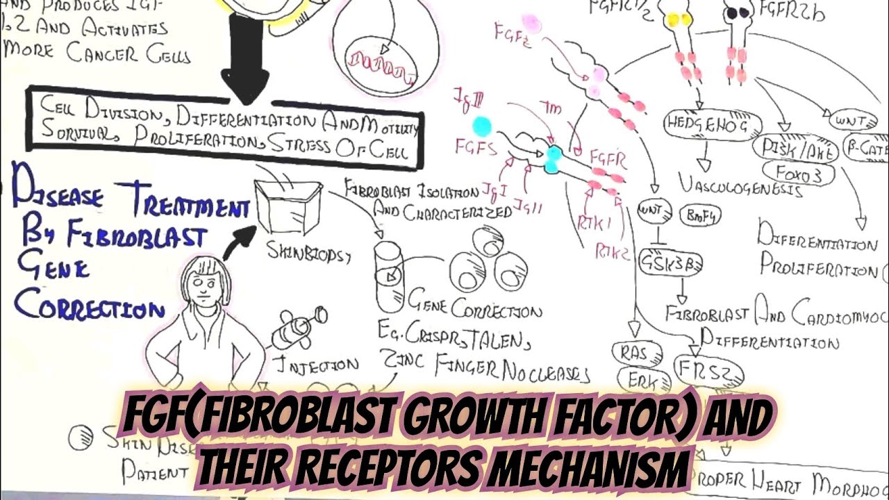 FGF/FGFRs Mechanism(Signalling) @umerfarooqbiology7083