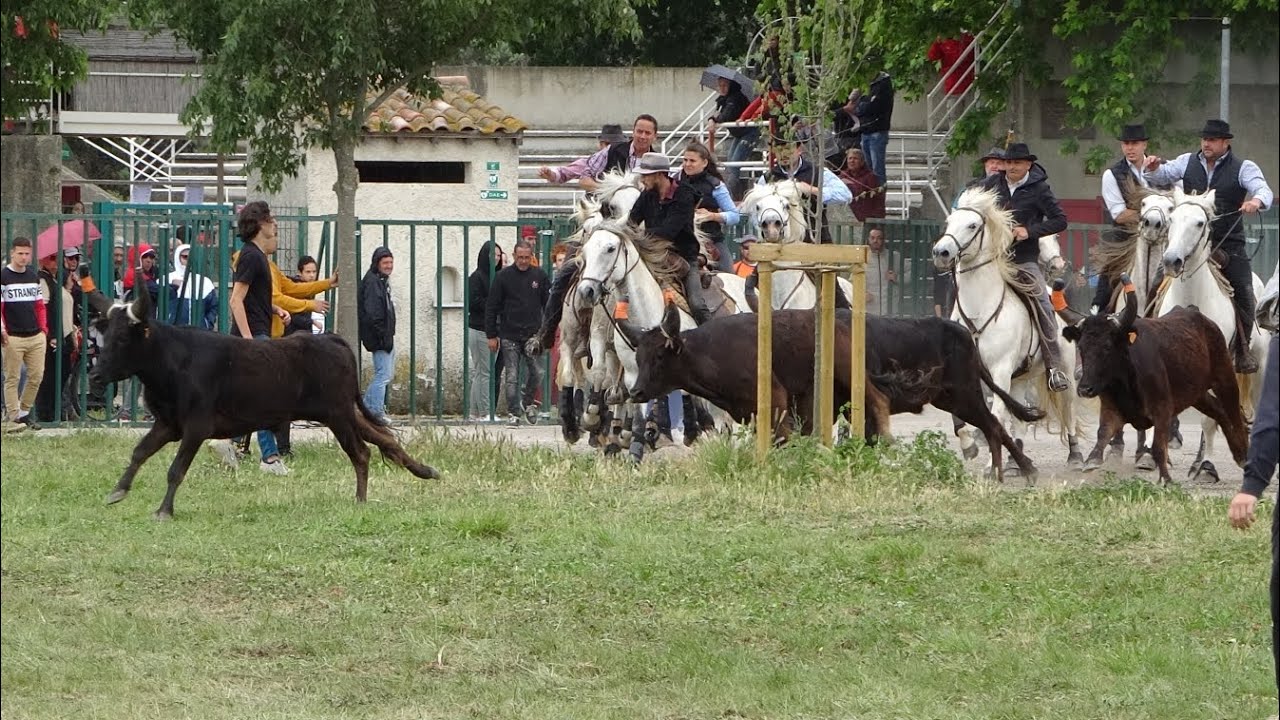 BARBENTANE - ABRIVADO BANDIDO (20.05.23)