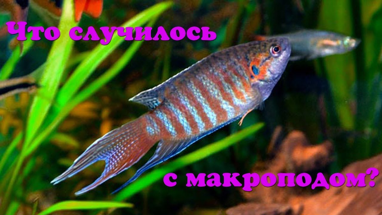 Что случилось с макроподом?