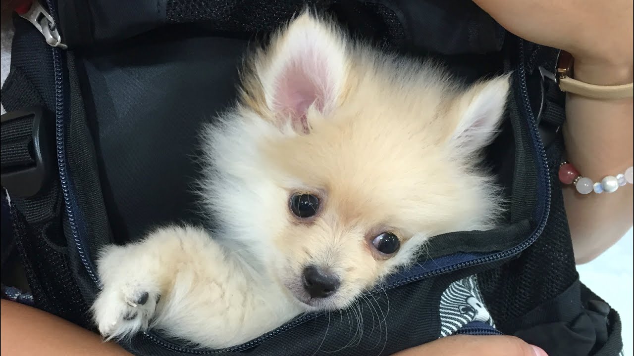 【生後2ヶ月】ポメラニアンの子犬を家族に迎え入れました！