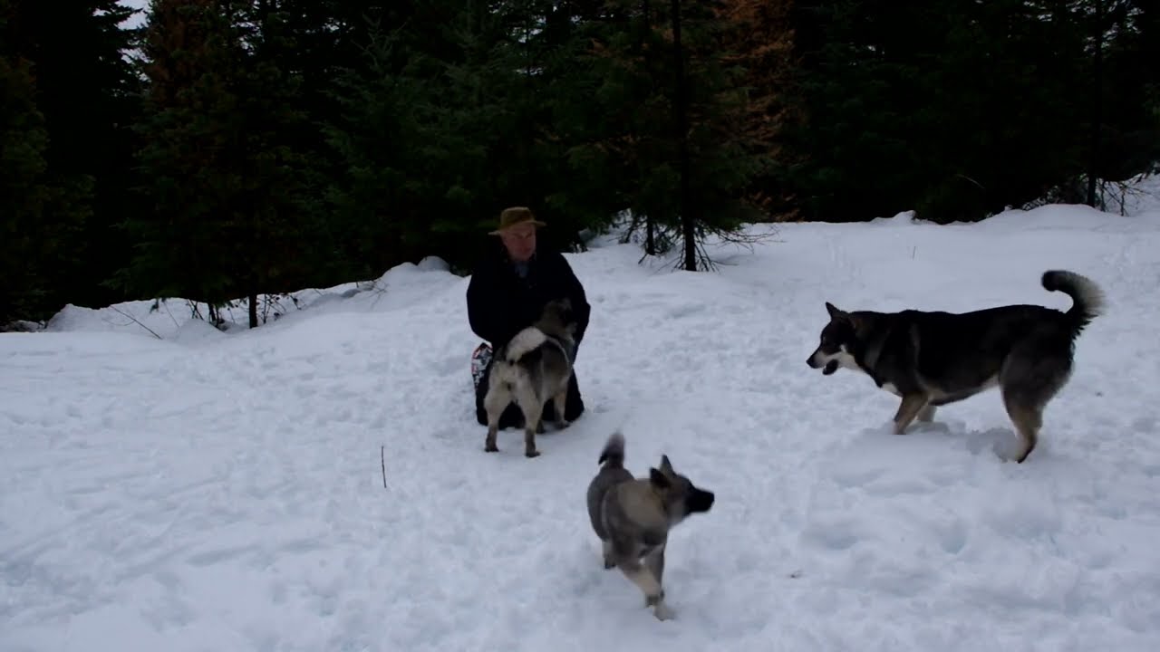 Daisy, Aila and Vida - Desna Training Off Leash