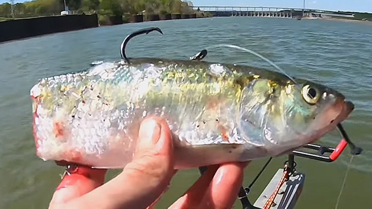 Drifting Cut Bait Below the Dam - The Bite Was on FIRE! 🔥