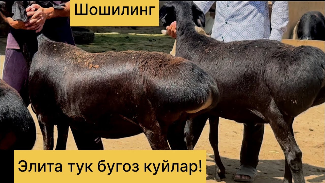 Элита тук бугоз куйлар! Сотилиб кетган 