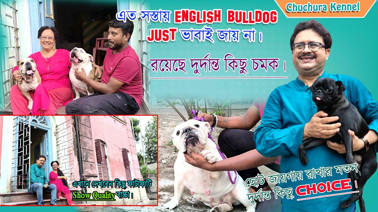 Best Dog Kennel in Kolkata | English Bulldog। Dog Market in Kolkata। Home Breed Puppies Sell