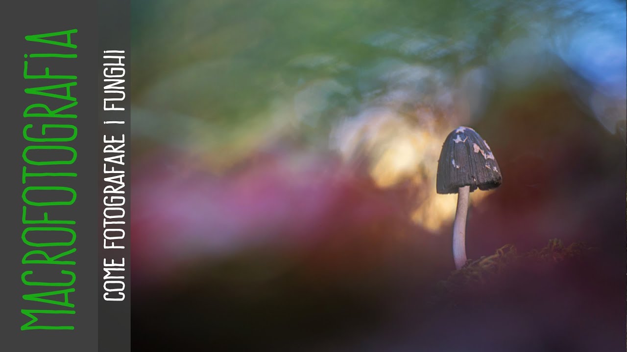 Macrofotografia - come fotografare i funghi (laowa 100mm e laowa 15mm)