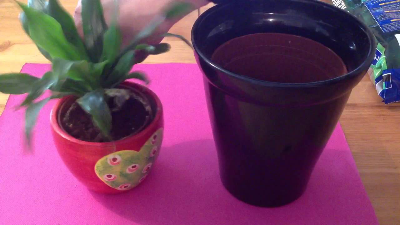 Rempoter une plante verte - Rempotage plantes en pot