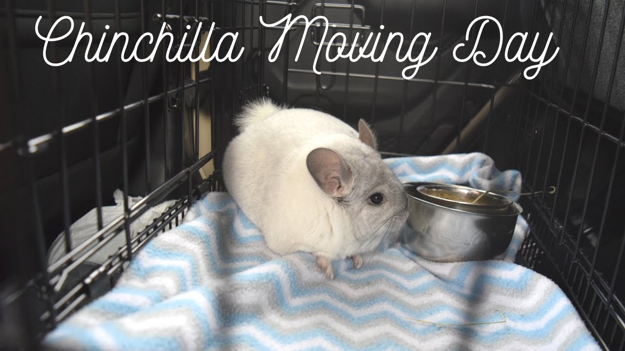 ChinVlog - Chinchilla Moving Day