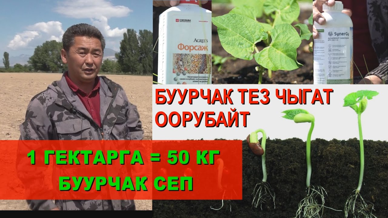 Фасоль тез чыгат, оорубайт \\ 1 гектарга 50 кг буурчак сеп
