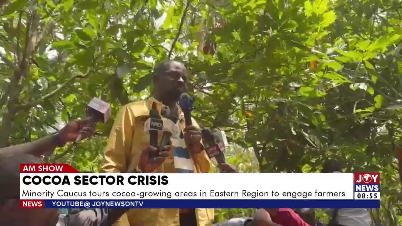 Cocoa Sector Crisis: Minority Caucus tours cocoa-growing areas in Eastern Region to engage farmers