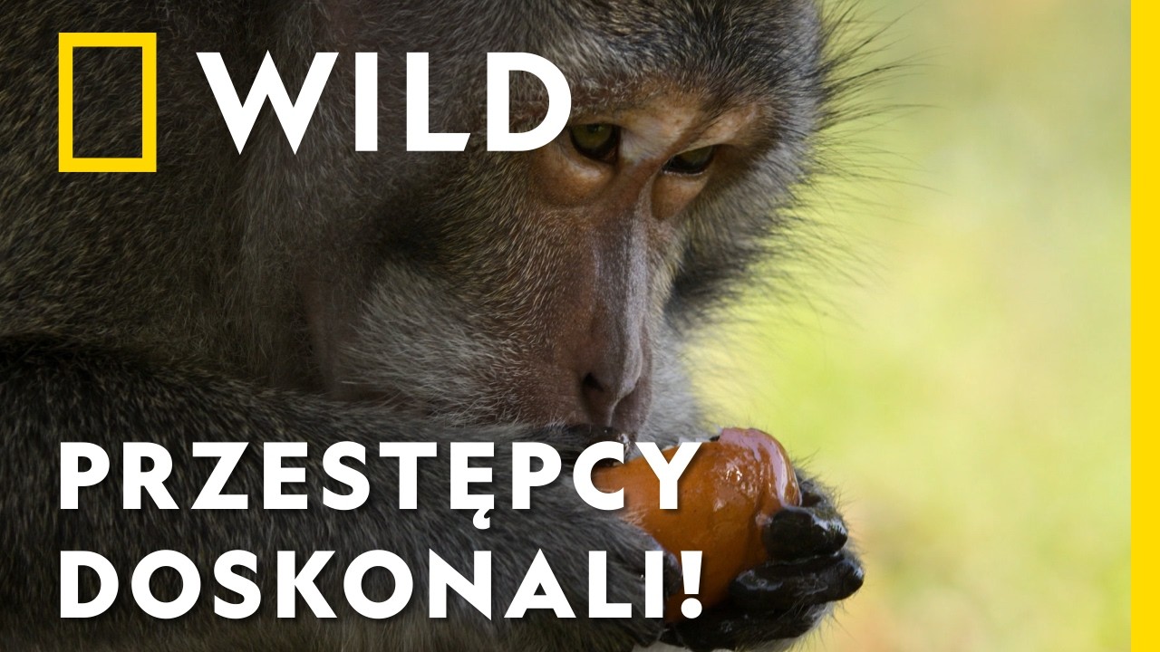 Małpa z Bali jest m&oacute;zgiem organizacji przestępczej! | Silni wbrew naturze