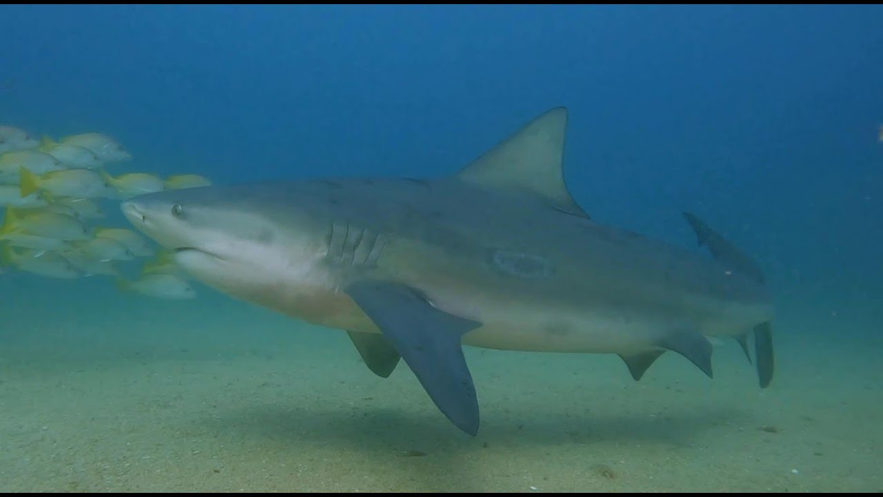 Cabo Pulmo & La Paz - Scuba Diving - March 2024