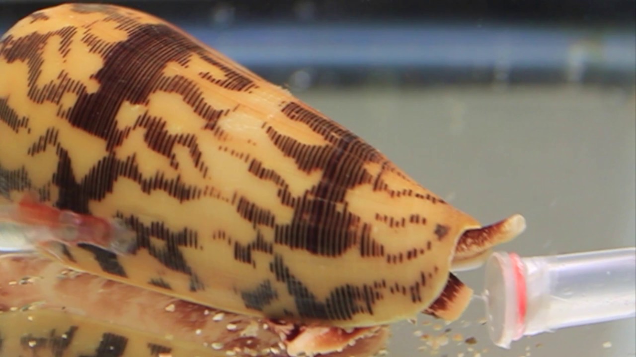 Killer Cone Snails