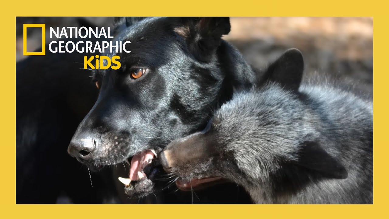 Unlikely Animal Friends Full Episode 🦊🐶 | The Fox and the Hound | @natgeokids