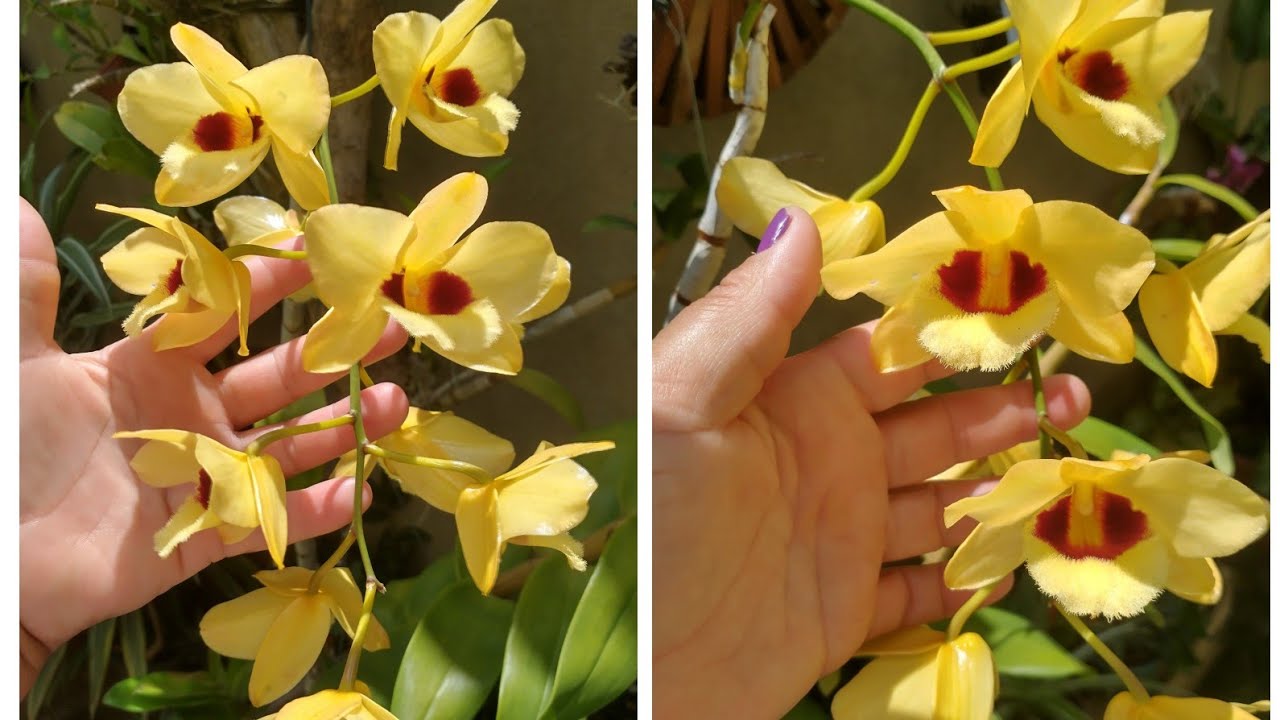 FLORAÇÃO DO DENDROBIUM GATUM SUNRAY