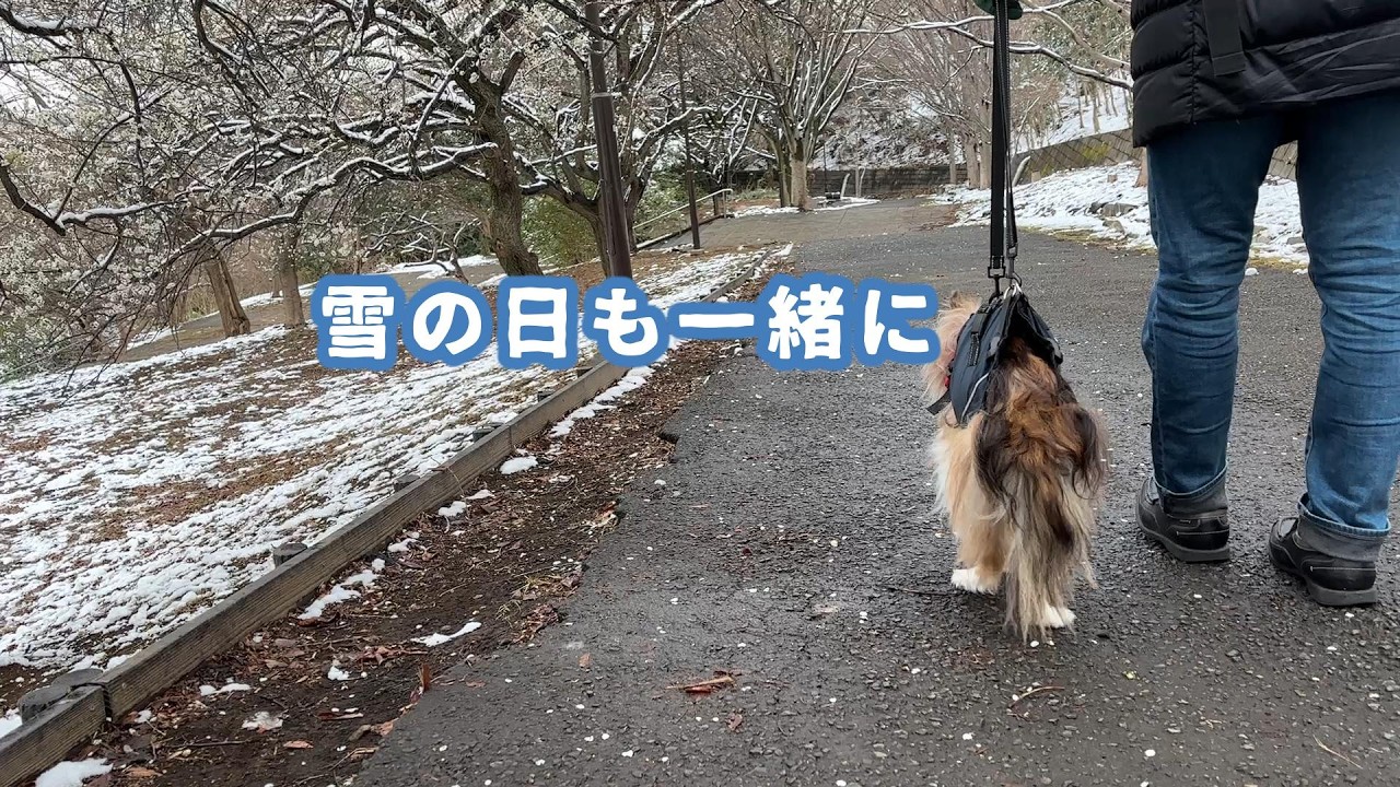 【雪の日も一緒に】ただひたすらに歩く/お友達わんこに会ったよ/春が来た