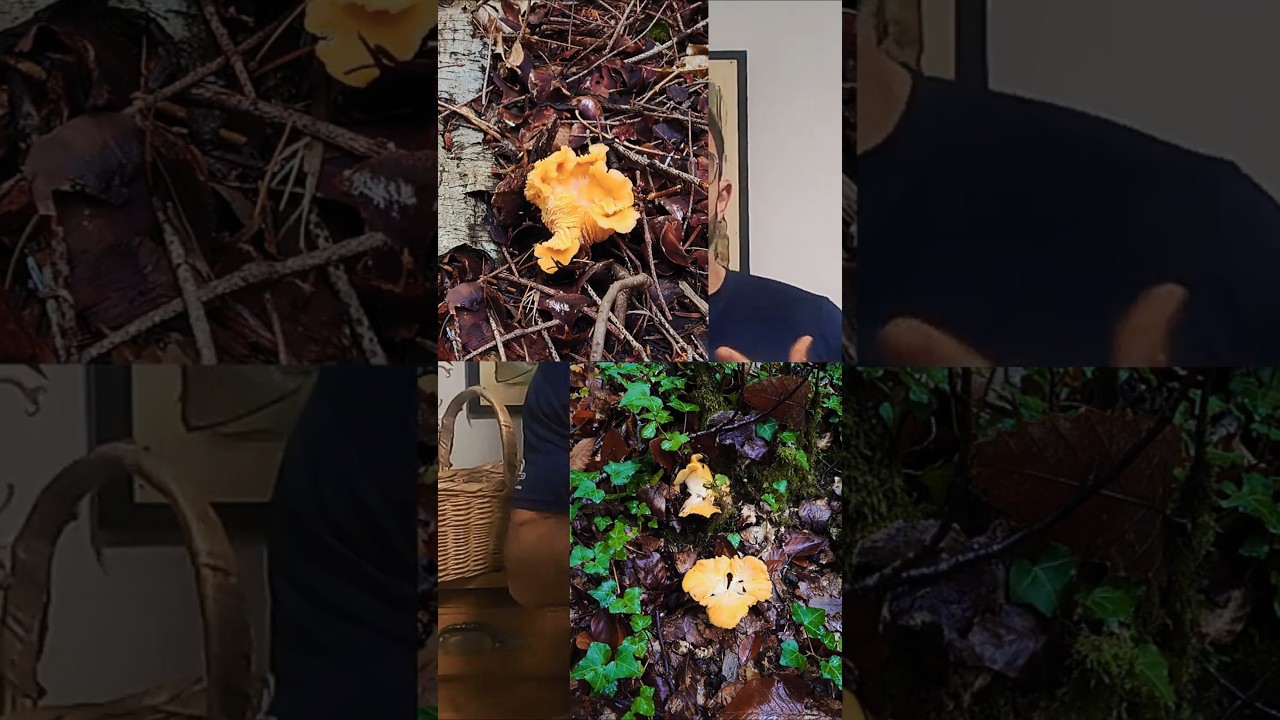 TROUVER DES GIROLLES