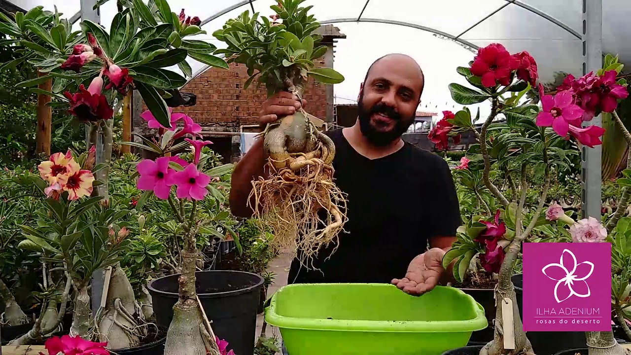 Como é Simples Fazer Levantamento e Maximizar o Potencial do Caudex da Rosa do Deserto