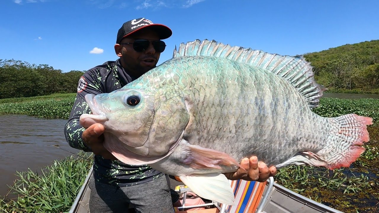 TIL&Aacute;PIA AZUL GIGANTE! O Monstro  Selvagem ATACA! Pescaria Especial.