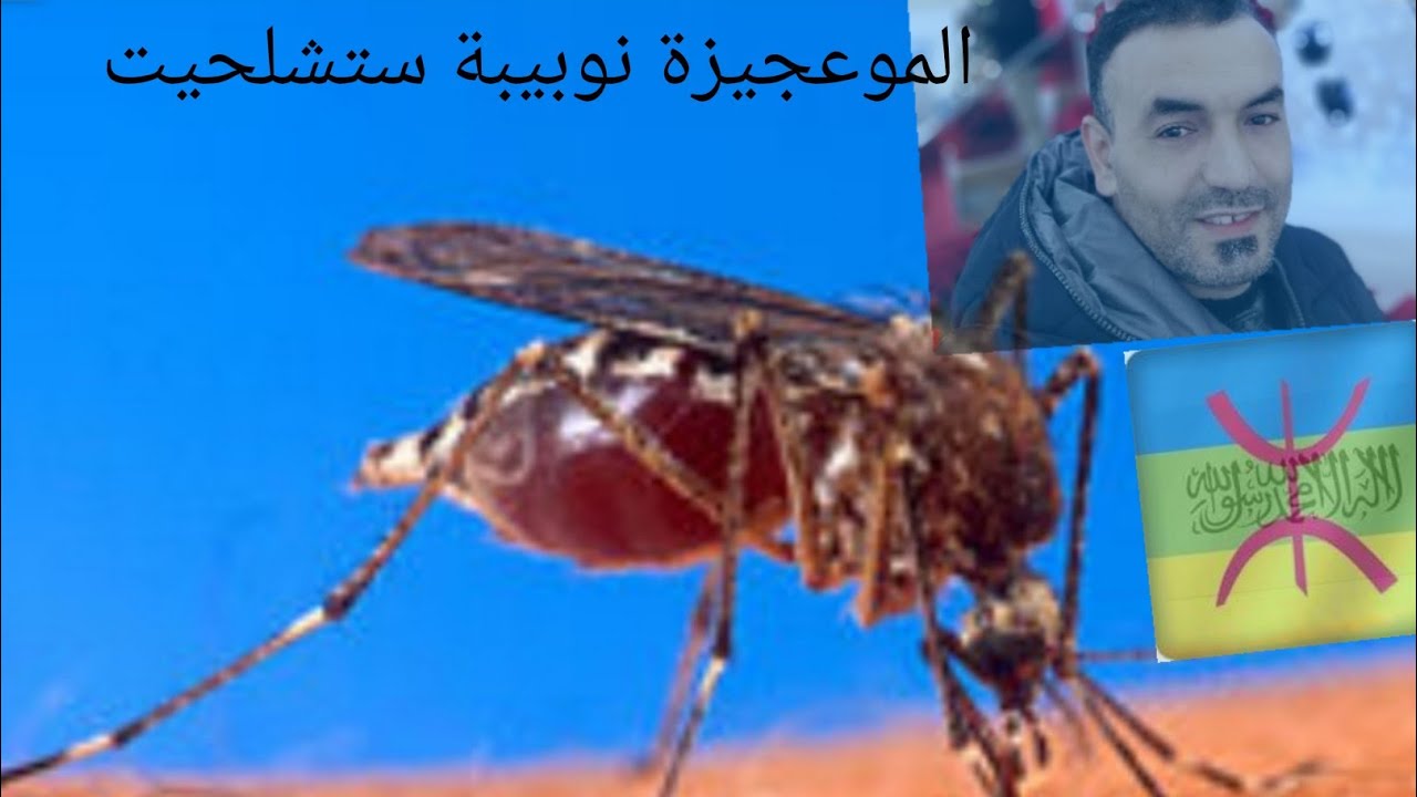 (وبيبة).معجزة الله في خلقه للبعوضة. بالامازيغية