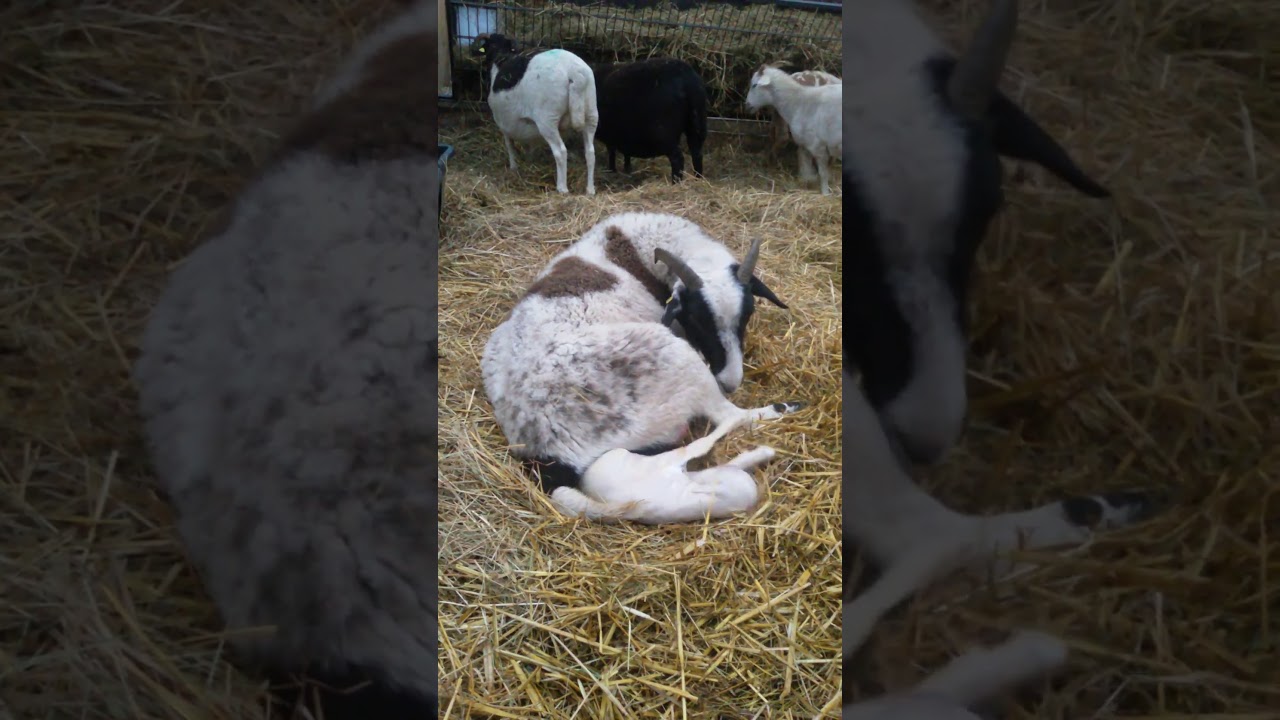 Haarschaf, Hair Sheep