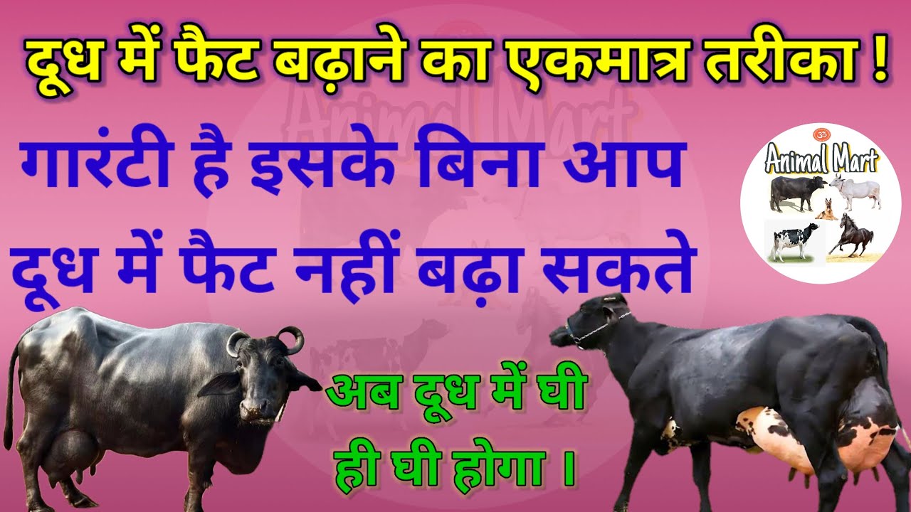 गाय भैंस के दूध में फैट बढ़ाने का सबसे सही तरीका !! Fat SNF Increase In Milk !!