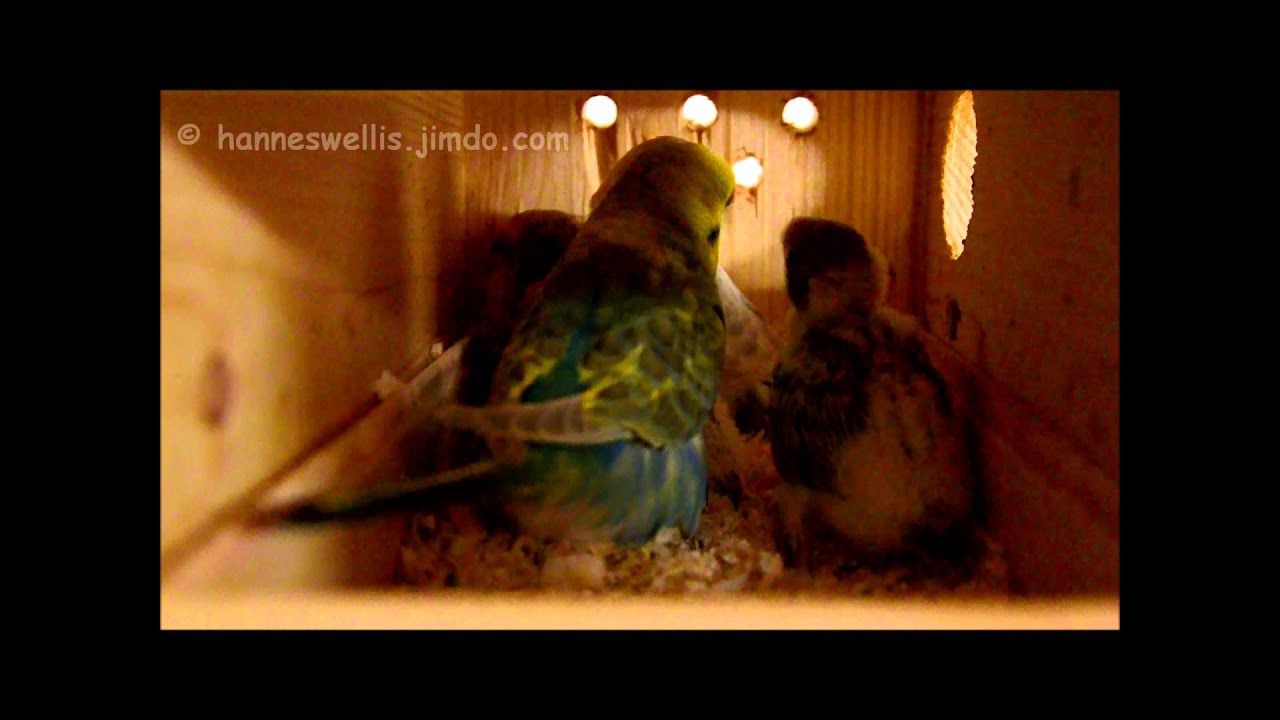Wellensittich-Kinderstube IV / Let´s have a look into the budgies nesting box - part 4