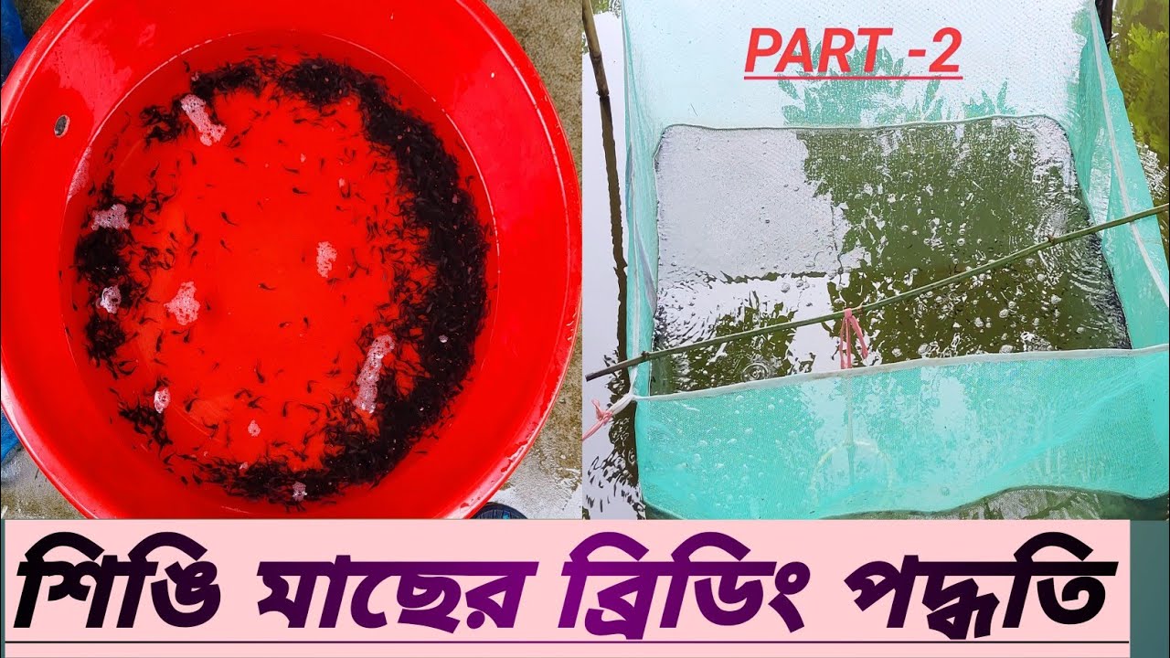 শিঙি মাছের ব্রিডিং পদ্ধতি। কথা দিলাম আর কোন ভিডিও দেখতে হবে না