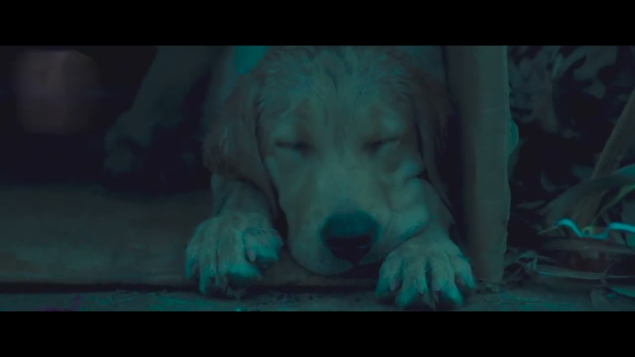 Charlie: Un perro especial (Charlie 777) - Trailer Oficial