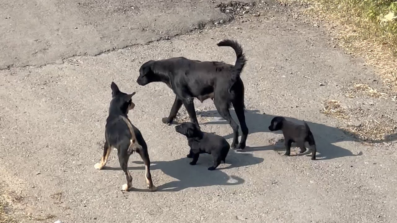 Street Dogs 🐶 A Heartwarming Tale of Friendship & Family #streetdog #dogfamily #doglovers #puppies
