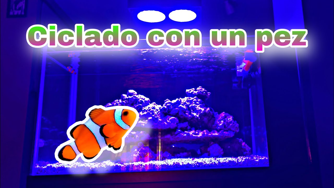 ciclado CON UN PEZ en acuario marino TE CUENTO TODO 6 semanas de ciclado - ACUARIOS FA